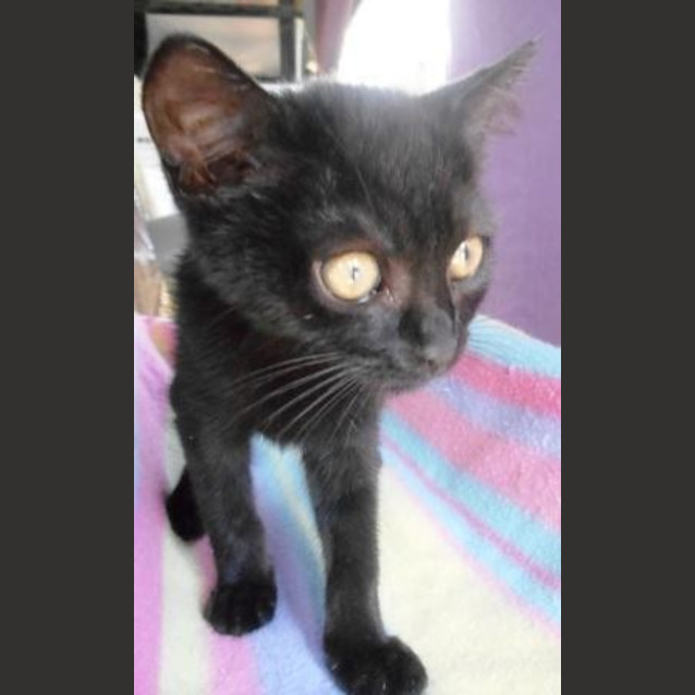 Photo of Poppie