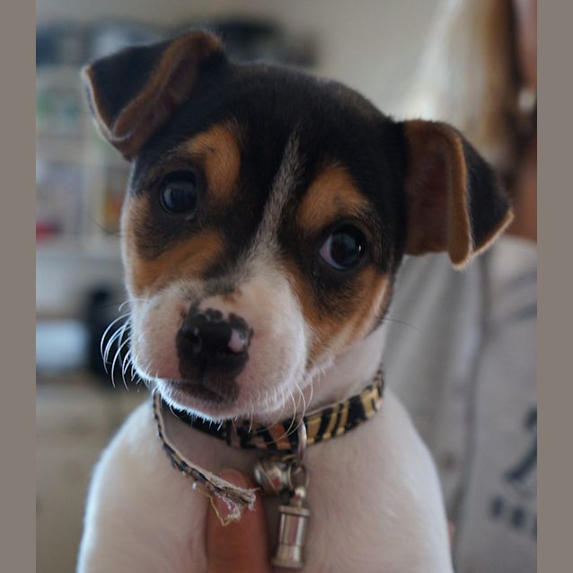 Photo of Tommy   On Hold Adoption Pending