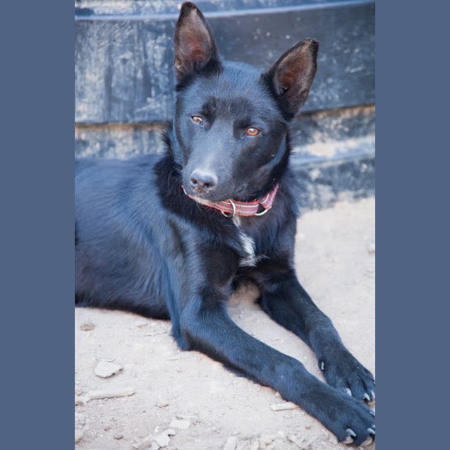Photo of Baxter