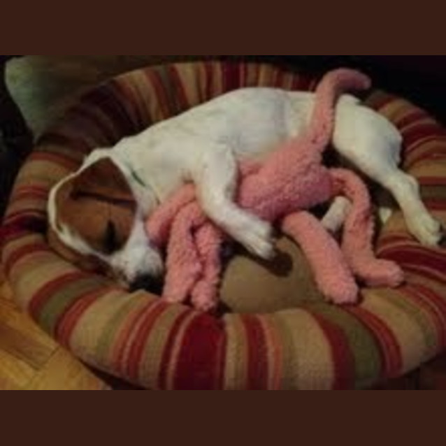 Photo of Cookie  Loves Cuddles, Cats, Kids & Dogs