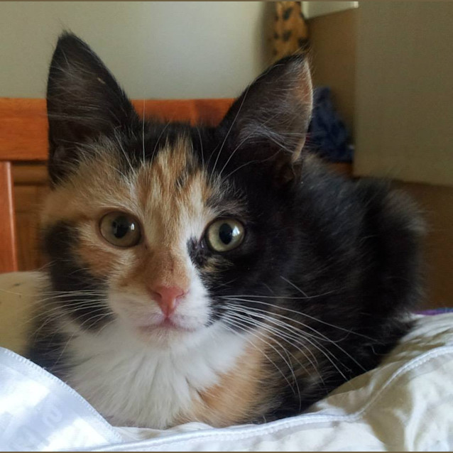 Photo of Bridget (Kitten)