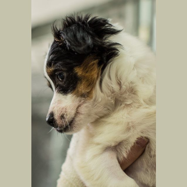 Photo of Rosie
