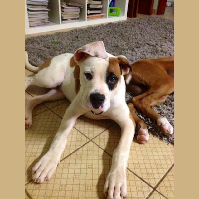 Photo of Tyson