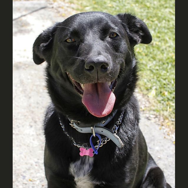 Photo of Gypsy (On Trial 10/11/13)