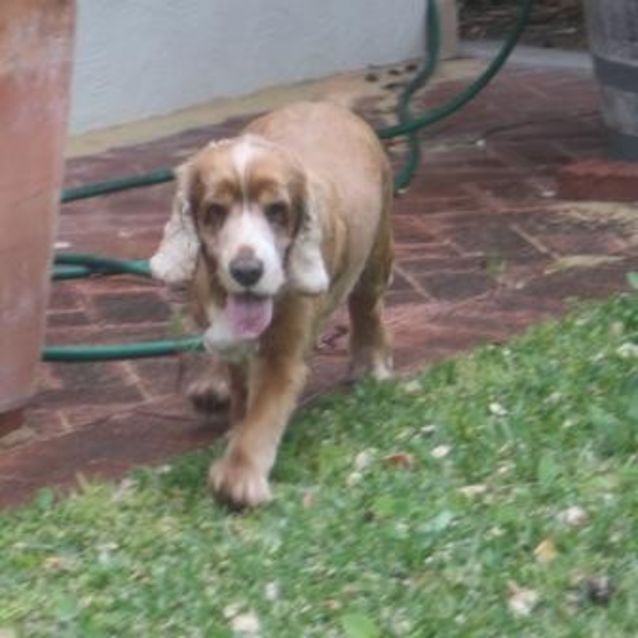 Photo of Pippa