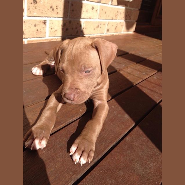 Photo of Rogan 
