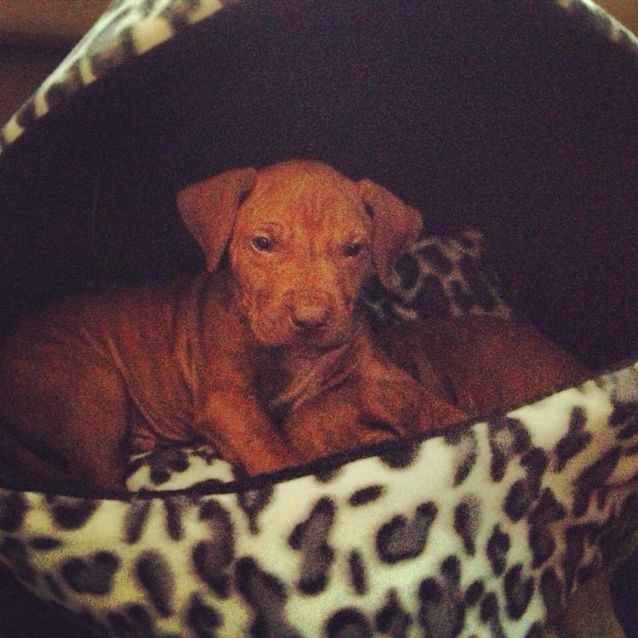 Photo of Rogan 