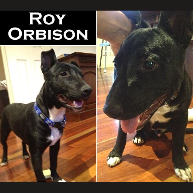 Photo of Roy Orbison