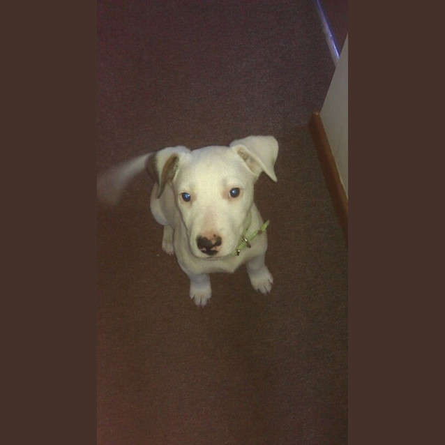Photo of Harley