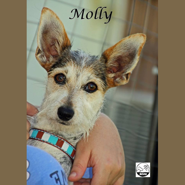 Photo of Molly