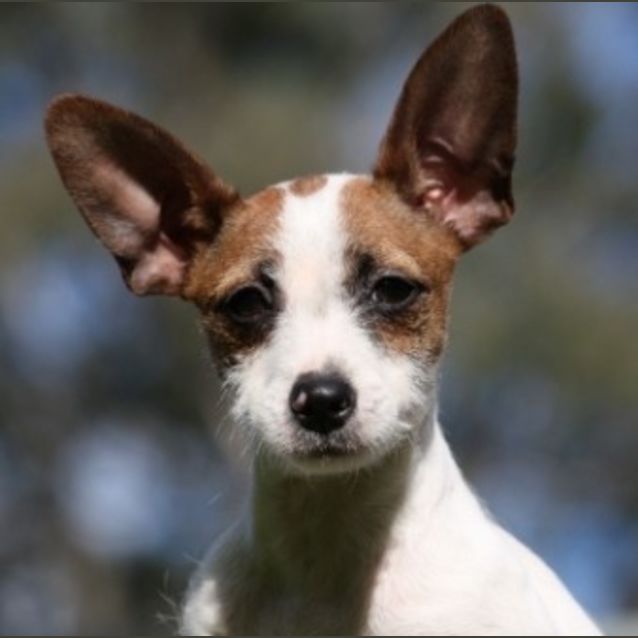 Photo of Tiny Twinkles