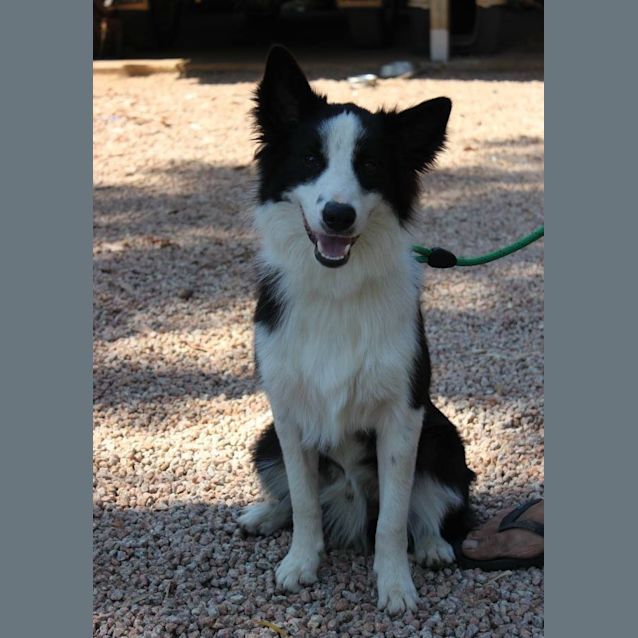 Photo of Shadow