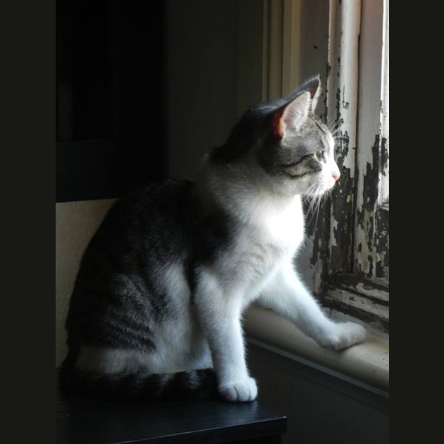Photo of Linden Purrfect Match