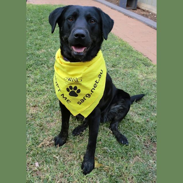 Photo of Bella *On Trial In Her New Home*