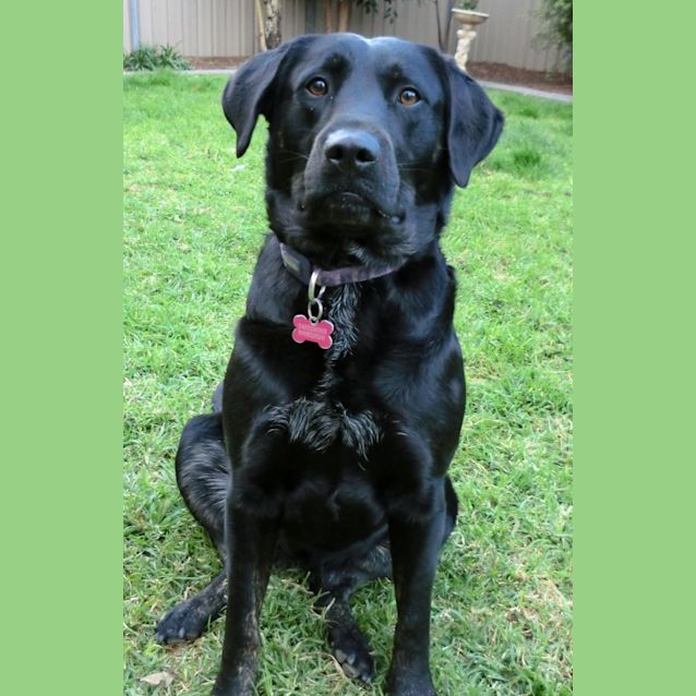 Photo of Bella *On Trial In Her New Home*