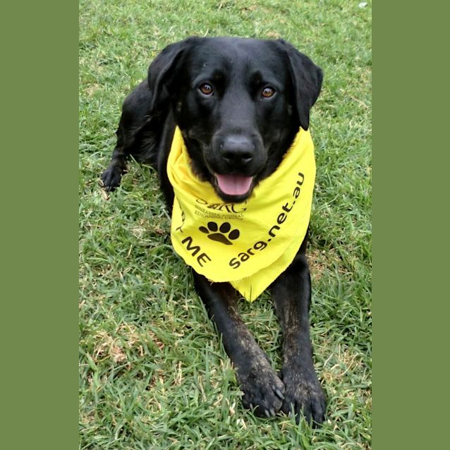 Photo of Bella *On Trial In Her New Home*