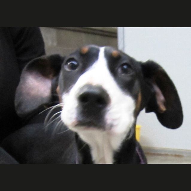 Photo of Choula 