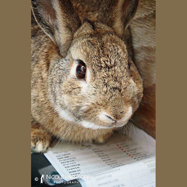 Photo of Peta Rabbit