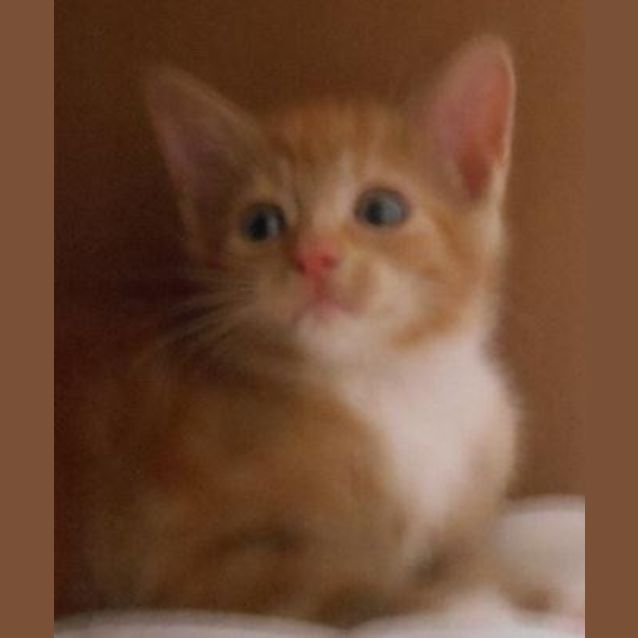 Photo of Garfield