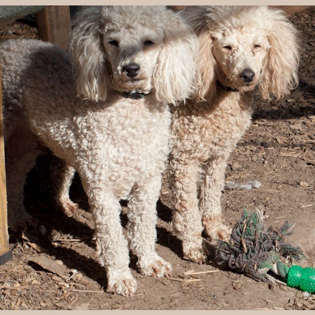 Photo of Sandy