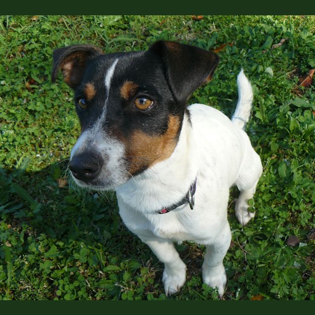 Photo of Jasper