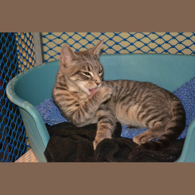 Photo of Simba