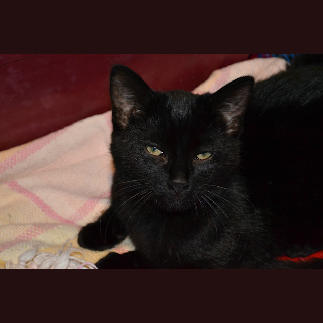 Photo of Kimba