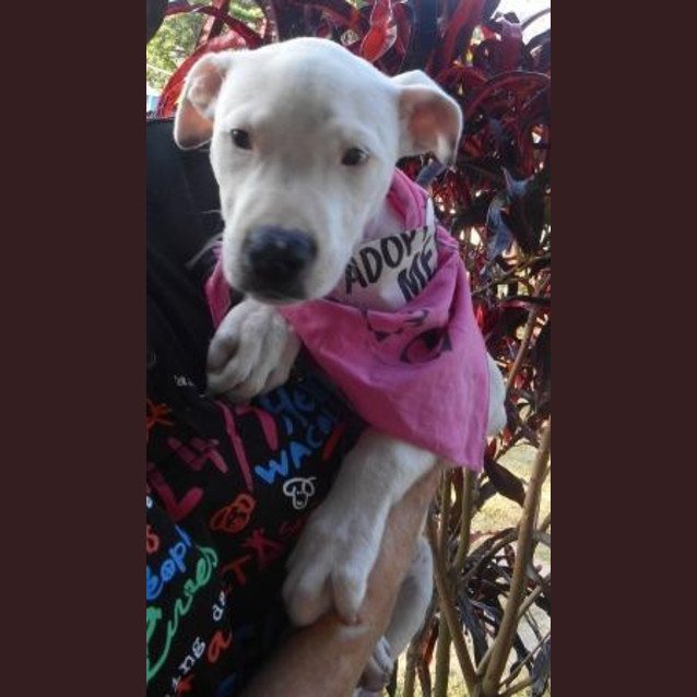 Photo of Stella