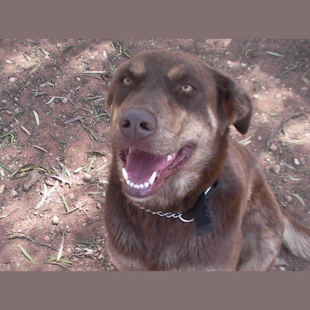 Photo of Bruin