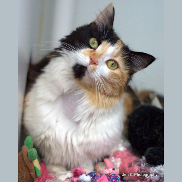 Photo of Gizmo
