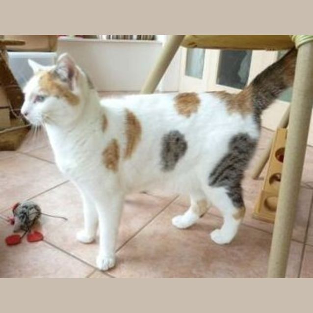 Photo of Missy