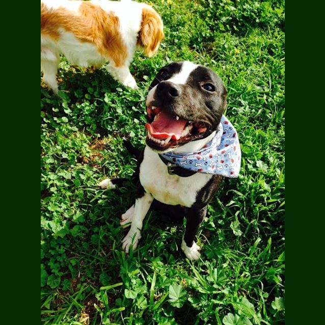 Photo of Chester