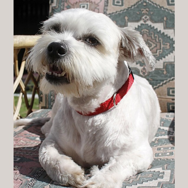 Photo of Little Bear (On Trial 13/10/13)