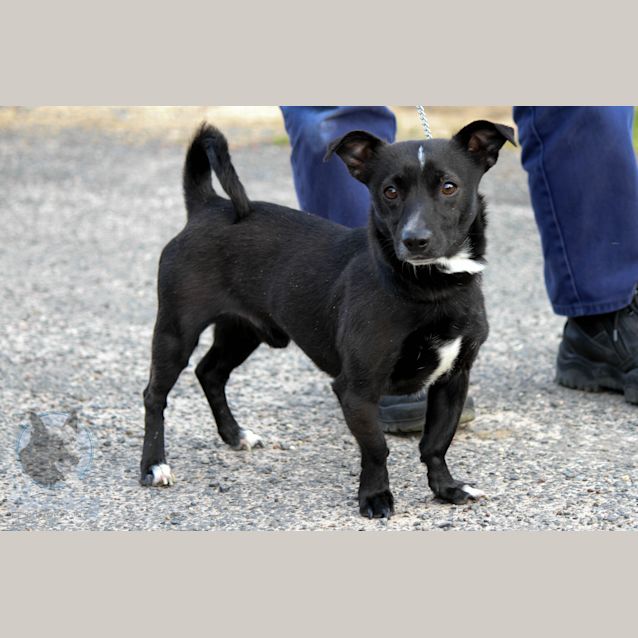 Photo of Spike (D478)