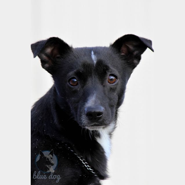 Photo of Spike (D478)