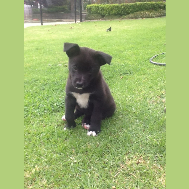 Photo of Princess Leia   The Perfect Family Dog