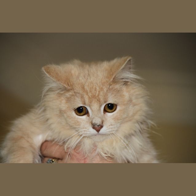 Photo of Mr Jingles (C458)