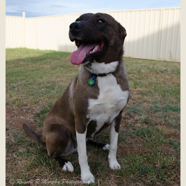 Photo of Lily *On Trial In Her New Home*