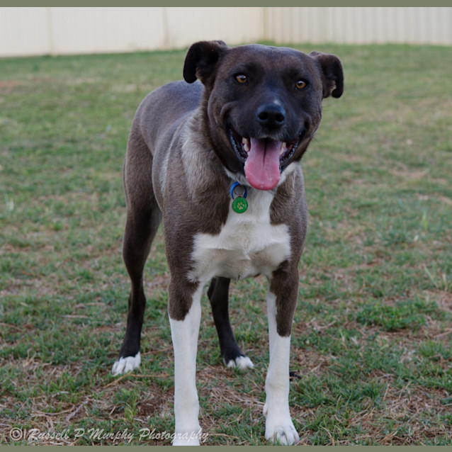 Photo of Lily *On Trial In Her New Home*