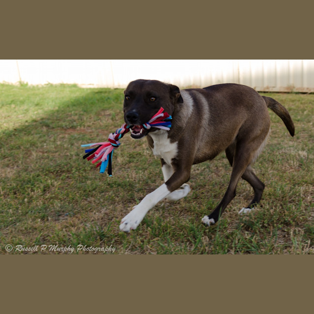 Photo of Lily *On Trial In Her New Home*