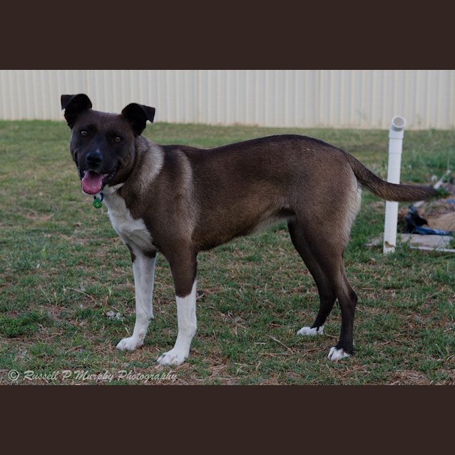 Photo of Lily *On Trial In Her New Home*