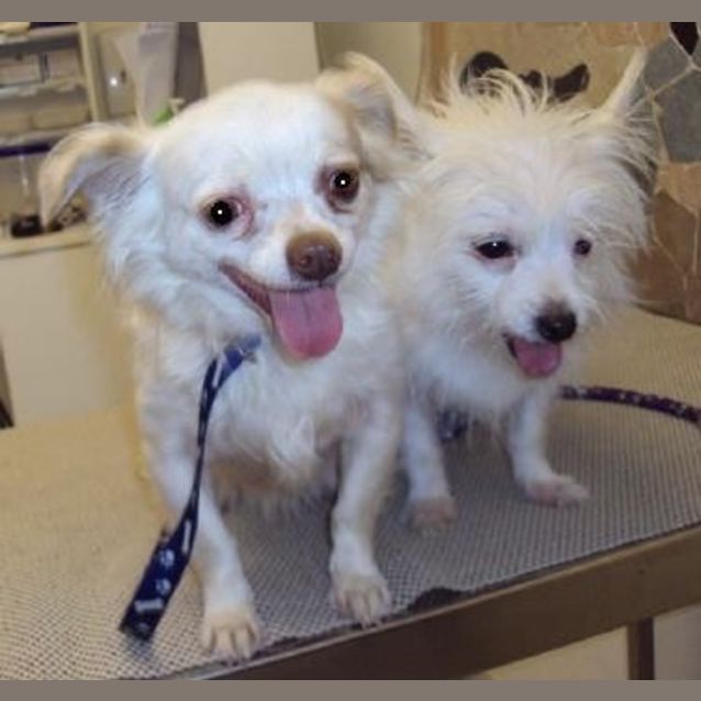 Photo of Peanuts