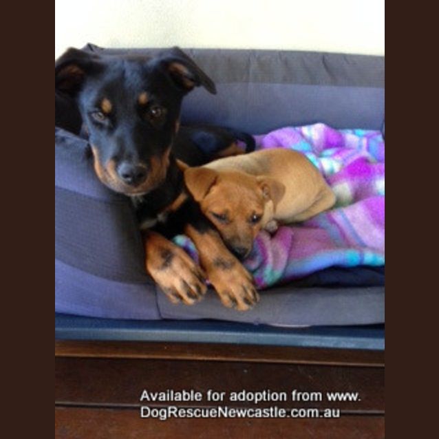 Photo of Roxy (On Trial 12/10/13)