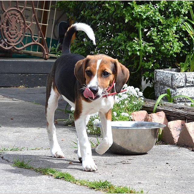 I need to on sale rehome my beagle