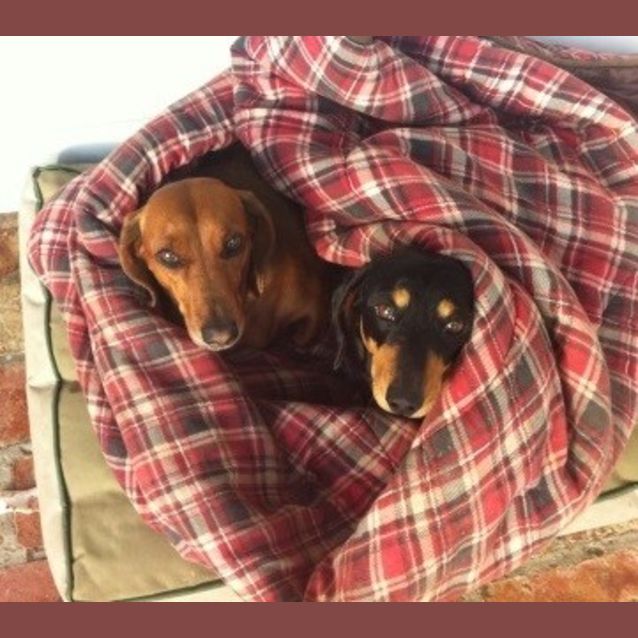 Photo of Ruby And Coco