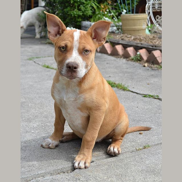 Photo of Quyen Bold Beautiful Good With Dogs