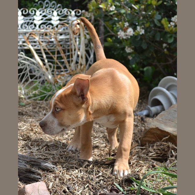 Photo of Quyen Bold Beautiful Good With Dogs