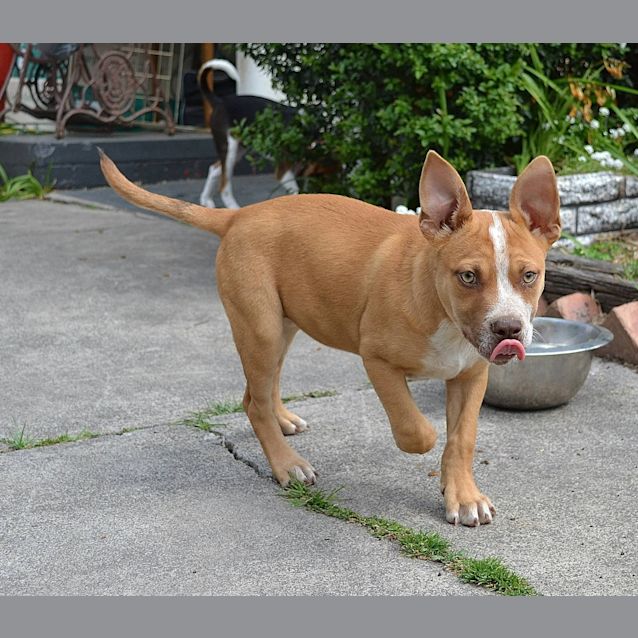 Photo of Quyen Bold Beautiful Good With Dogs