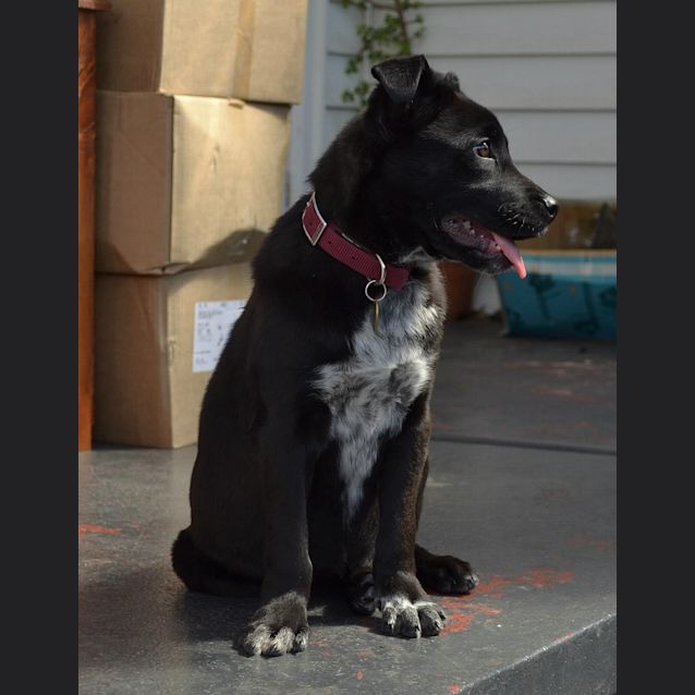 Photo of Misty Maya Good W Kids Dogs And Cats