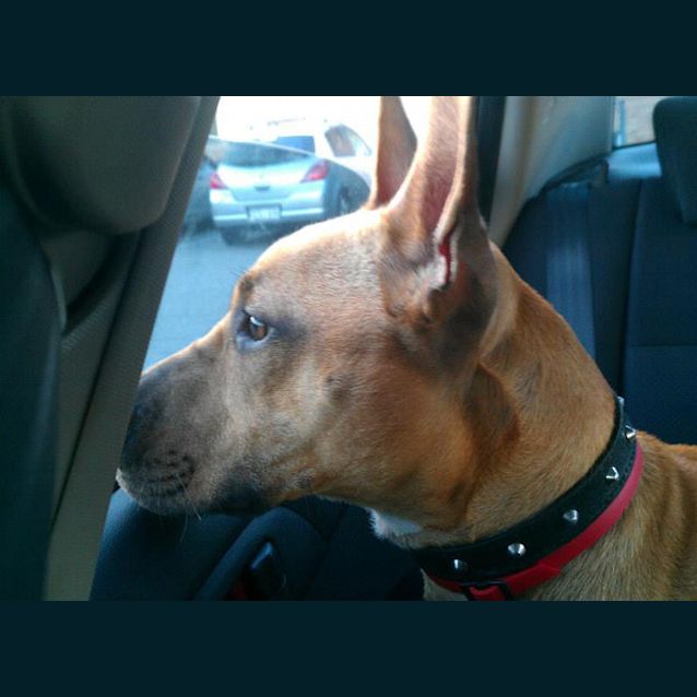 Photo of Buddy